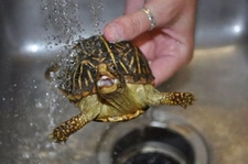 Su Kaplumbağası Türleri ve Özellikleri Su Kaplumbağası Türleri ve Özellikleri