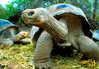 Kaplumbağa Terbiyecisi Kaplumbağa Terbiyecisi