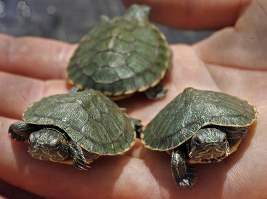 Kaplumbağa İsimleri