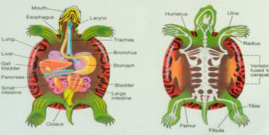 Kaplumbağa Özellikleri